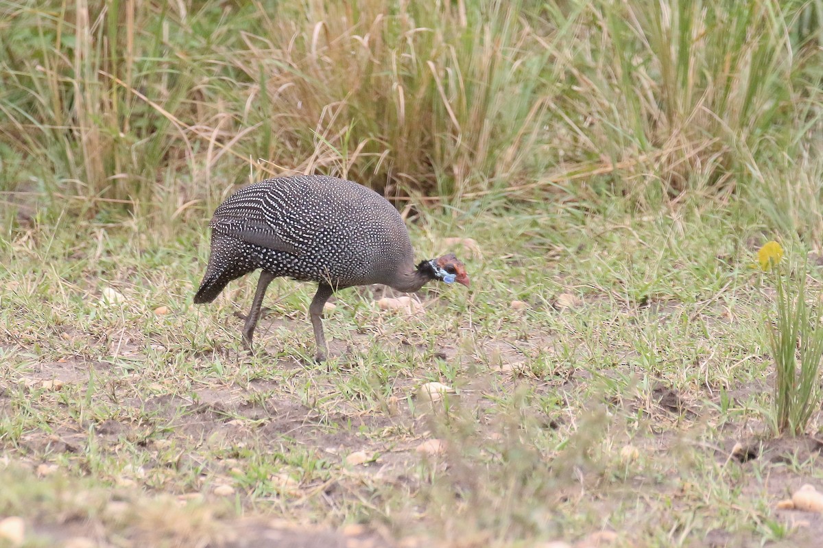 Helmeted Guineafowl - Michael O'Brien