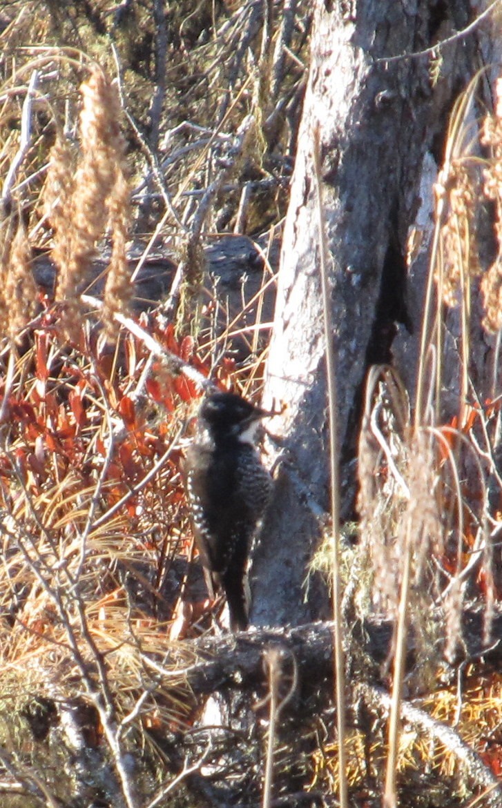 American Three-toed Woodpecker (Eastern) - ML128775171