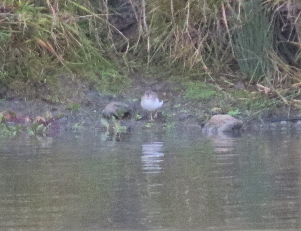 Spotted Sandpiper - ML128776011