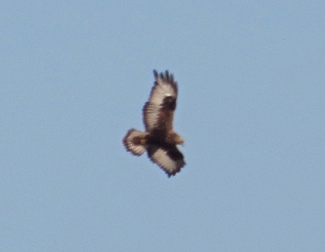 Rough-legged Hawk - ML128779101