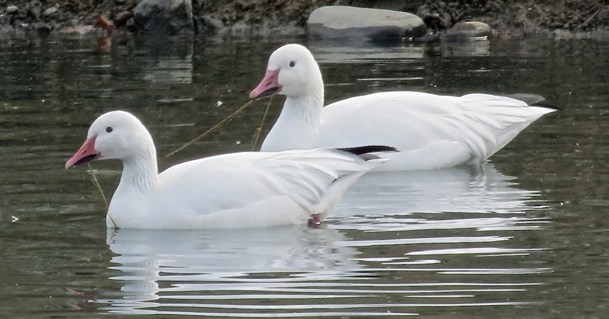 Snow Goose - ML128779111