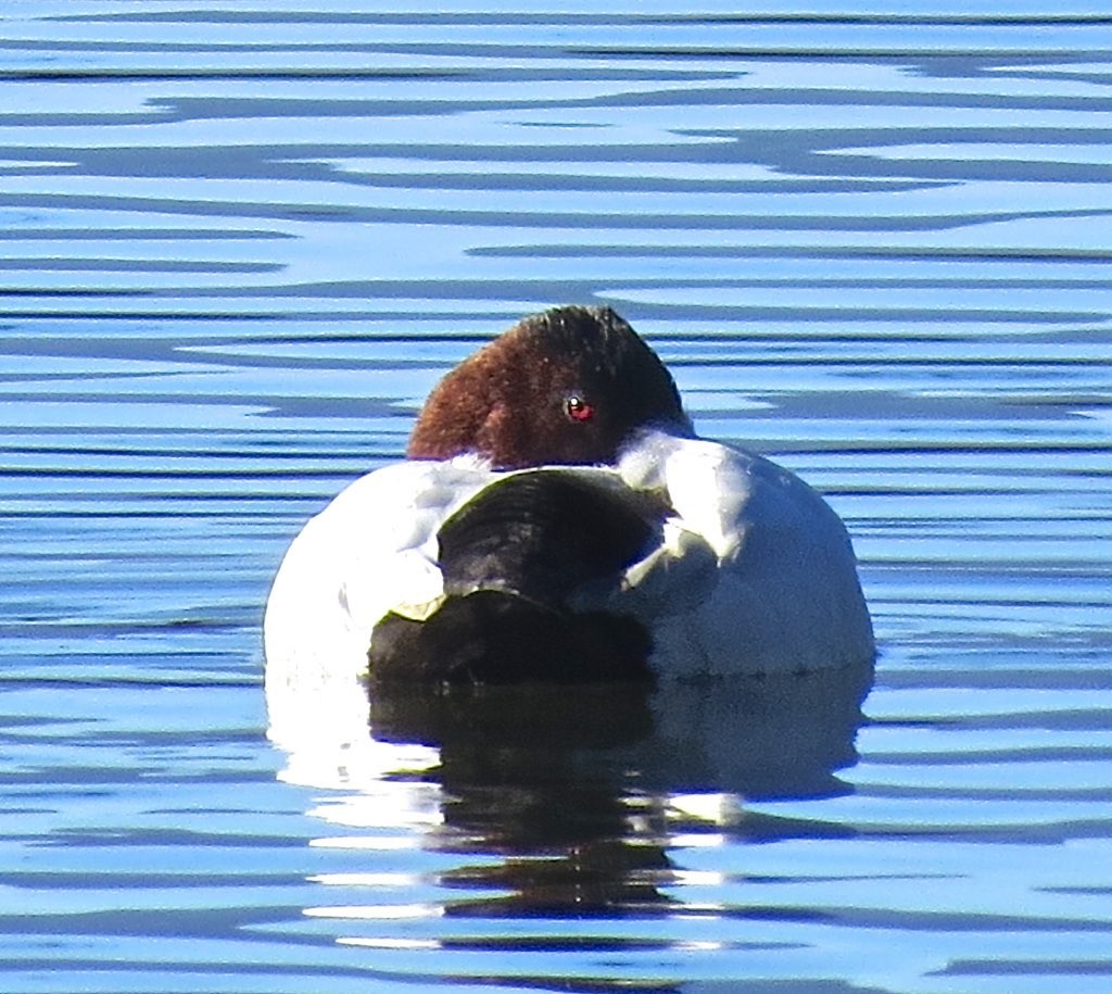 Canvasback - ML128780071