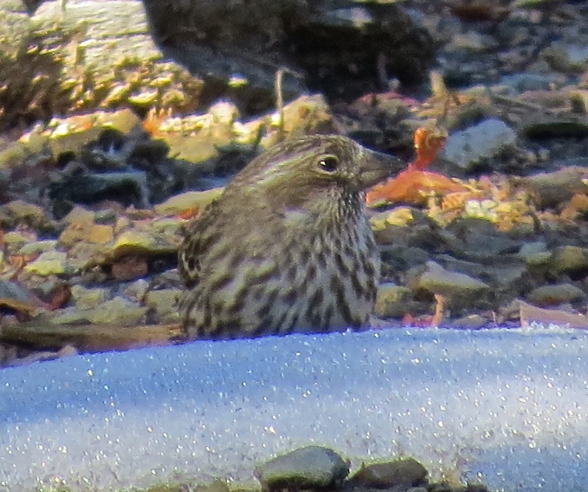 Cassin's Finch - ML128780131