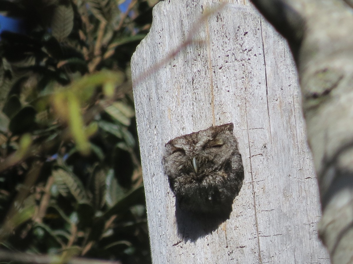 Western Screech-Owl - ML128780221