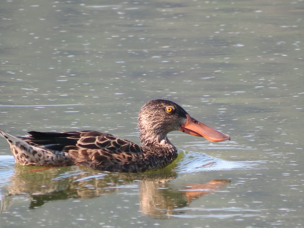 Northern Shoveler - ML128780821