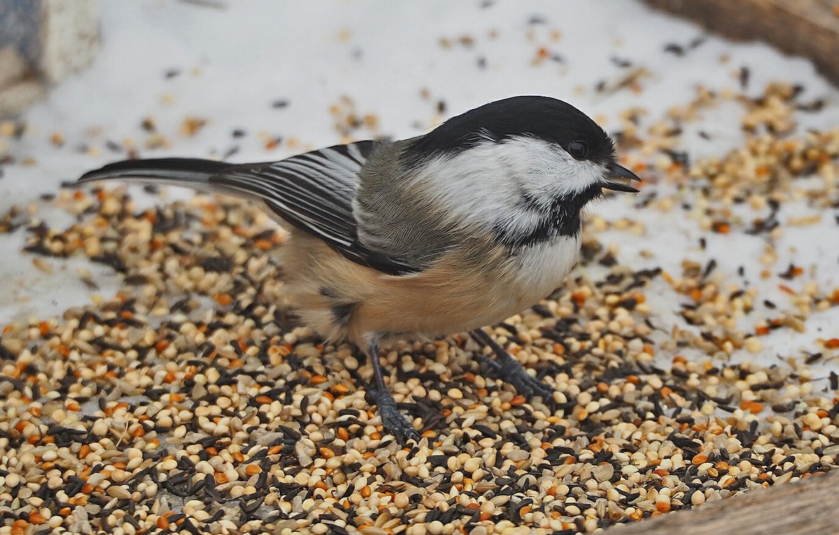 Black-capped Chickadee - ML128782261