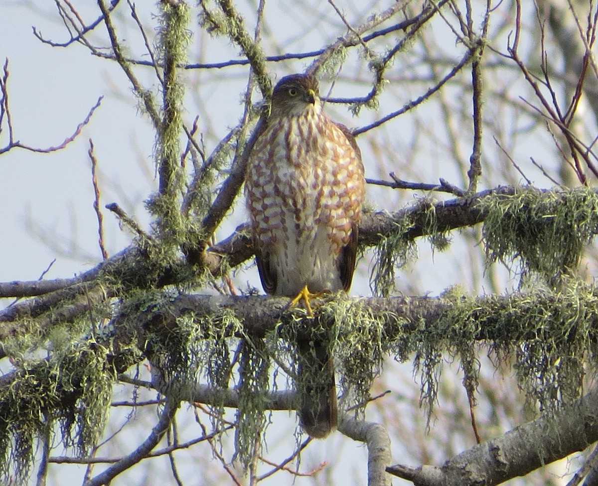 Sharp-shinned Hawk - Chris O'Connell