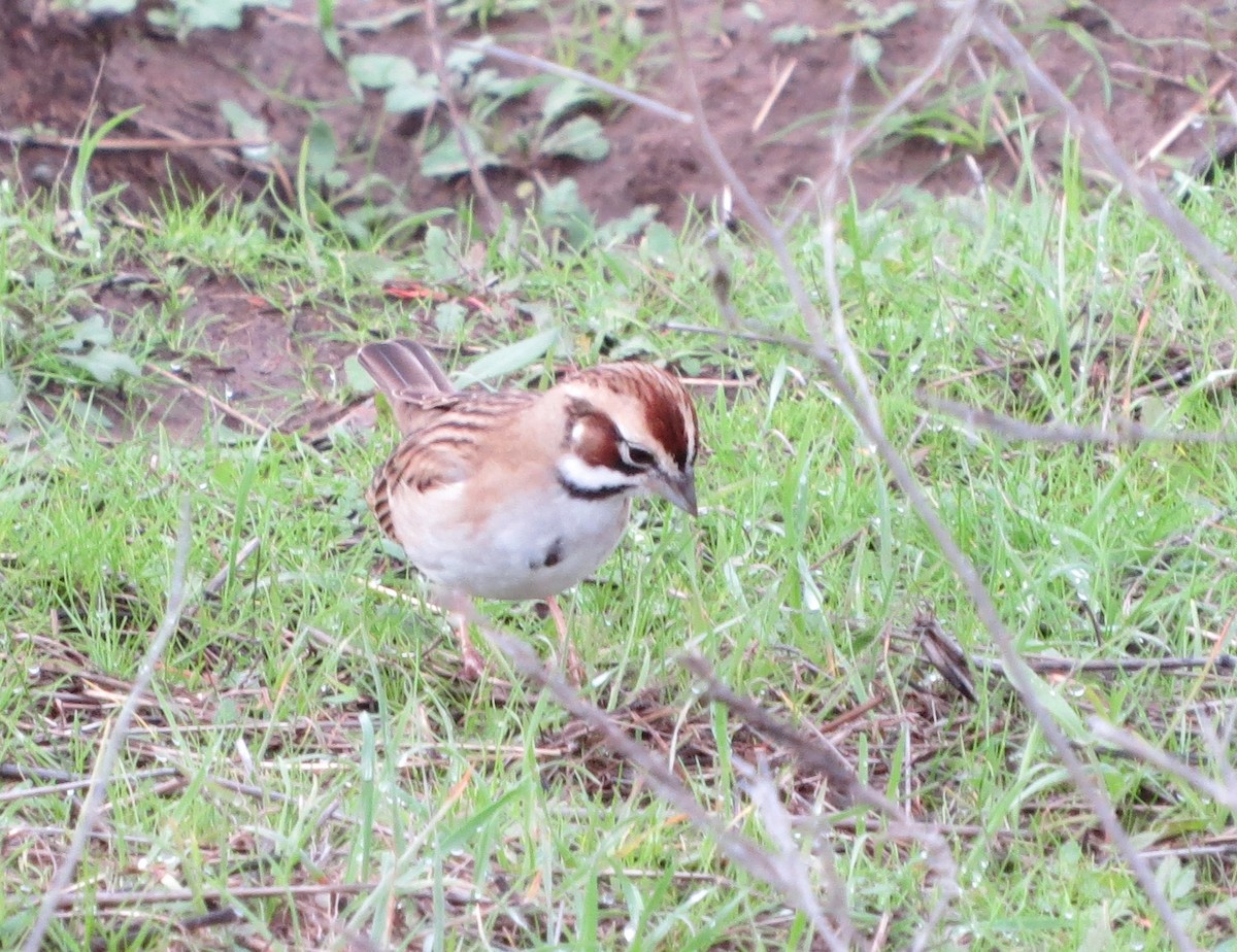 Lark Sparrow - ML128782921