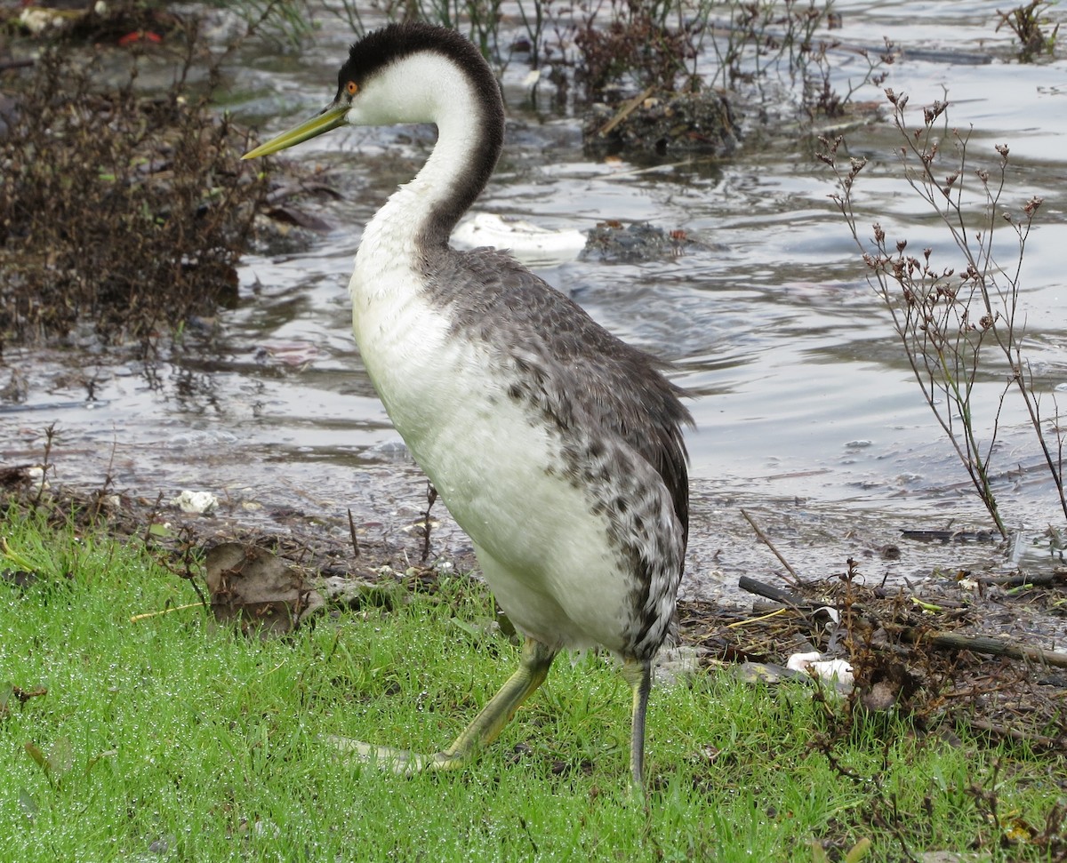 Western Grebe - ML128783011