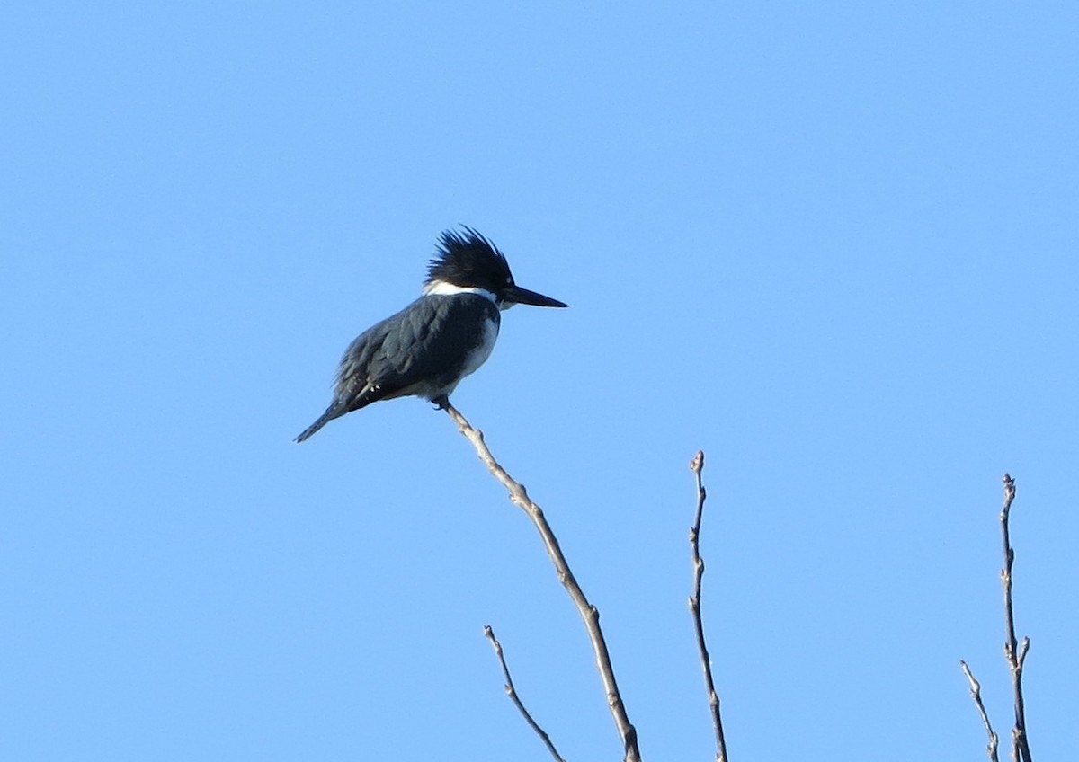 Belted Kingfisher - ML128783121