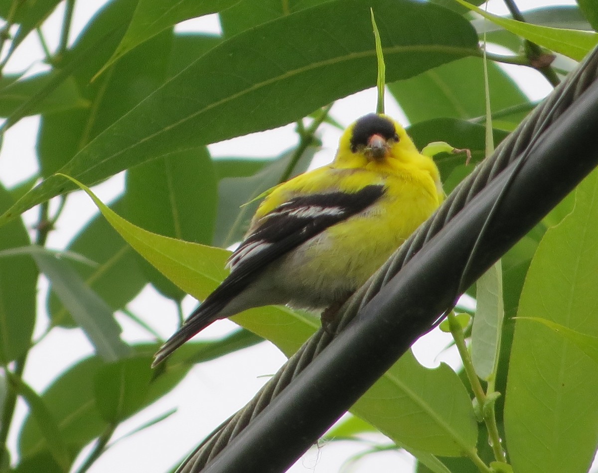 American Goldfinch - Chris O'Connell
