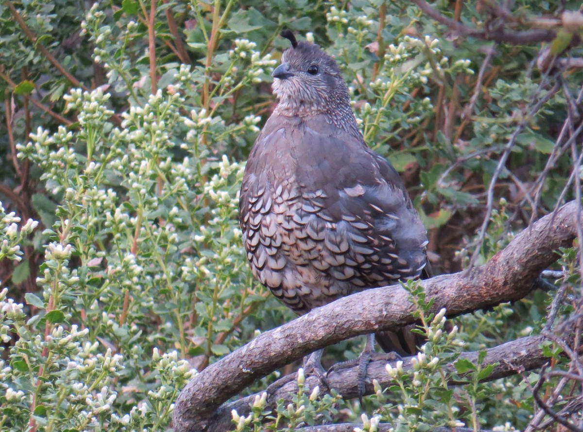 California Quail - ML128784971