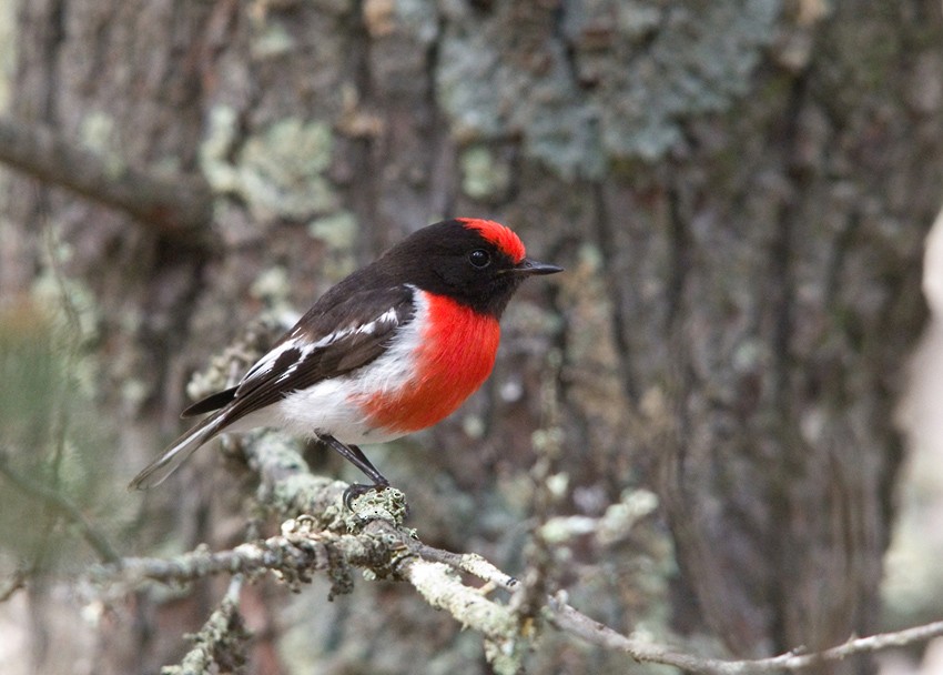 Red-capped Robin - ML128785801