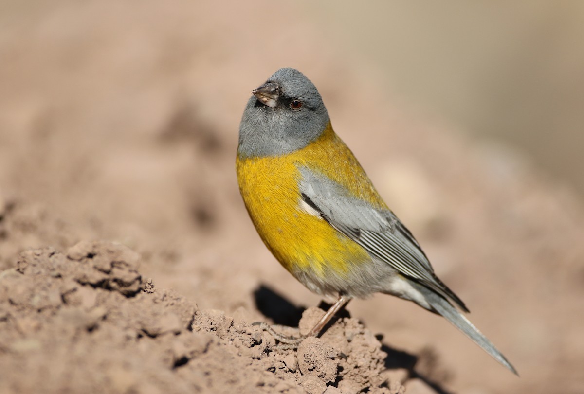 Gray-hooded Sierra Finch - ML128786571