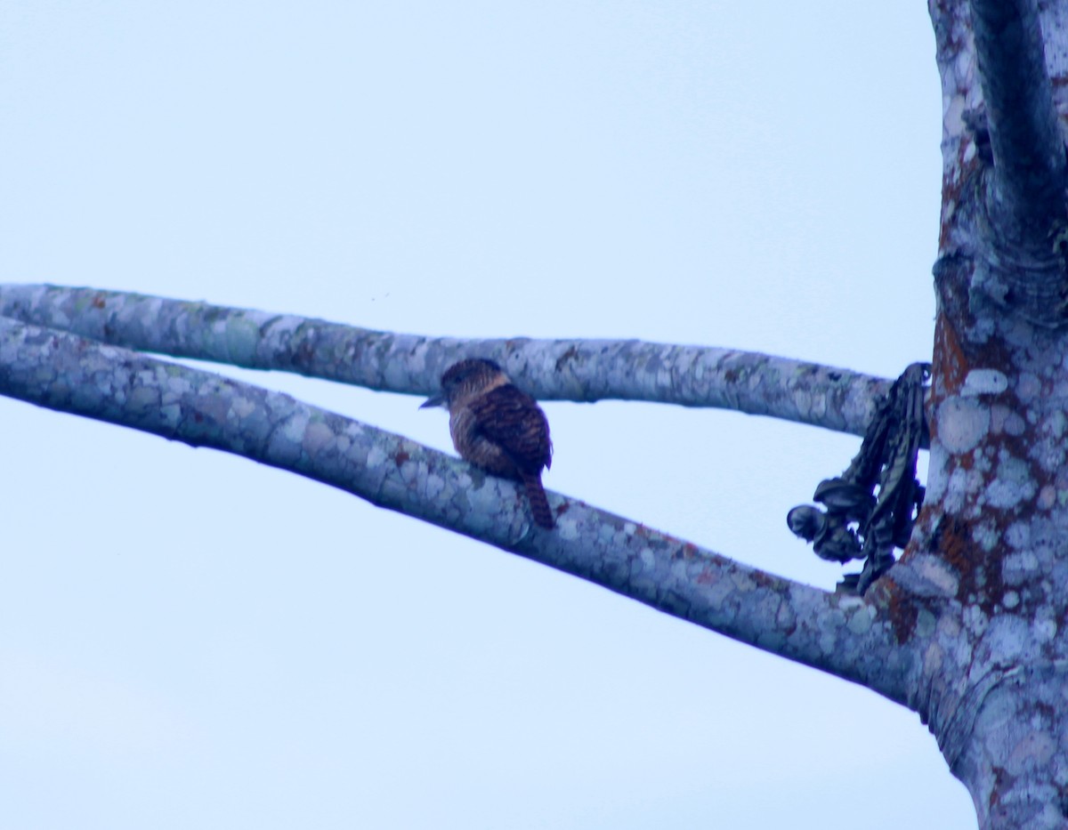 Barred Puffbird - ML128787421