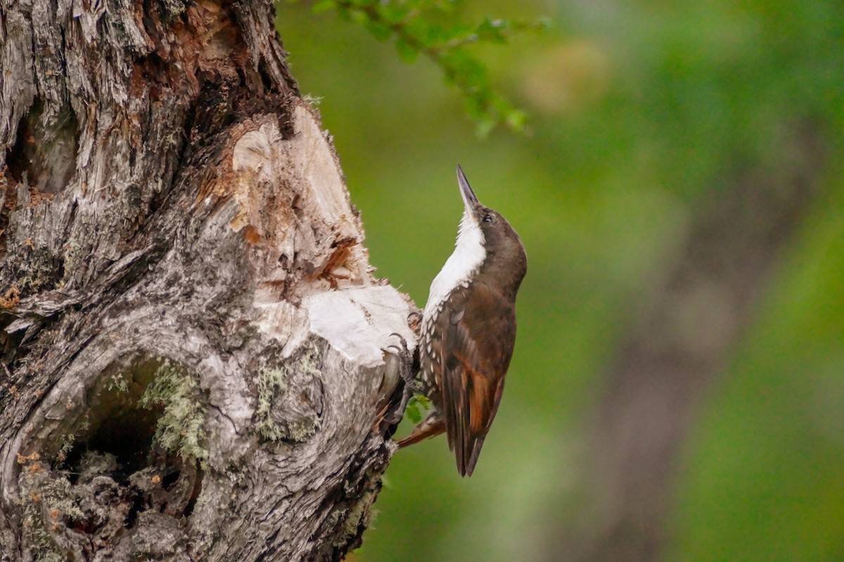 White-throated Treerunner - ML128787971