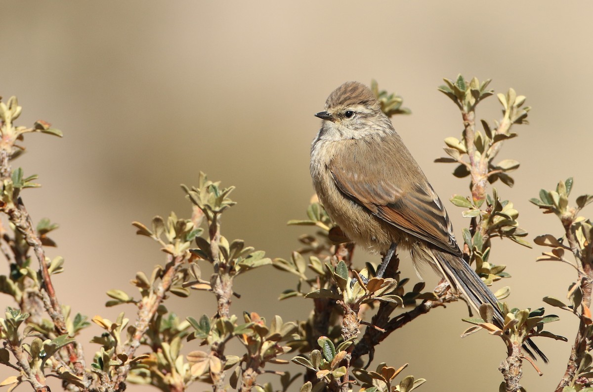 Plain-mantled Tit-Spinetail (berlepschi) - Luke Seitz