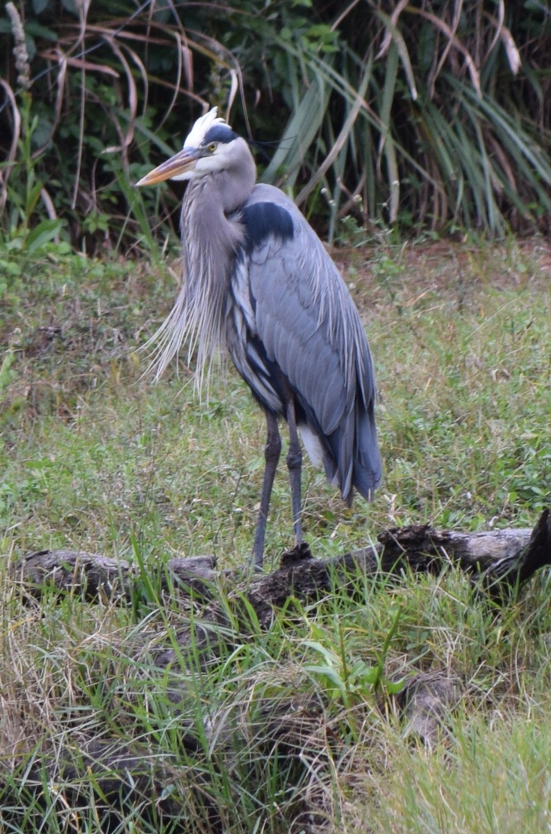 Great Blue Heron - ML128789741