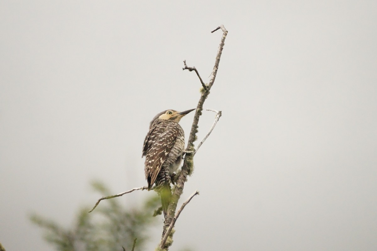 Chilean Flicker - ML128789911