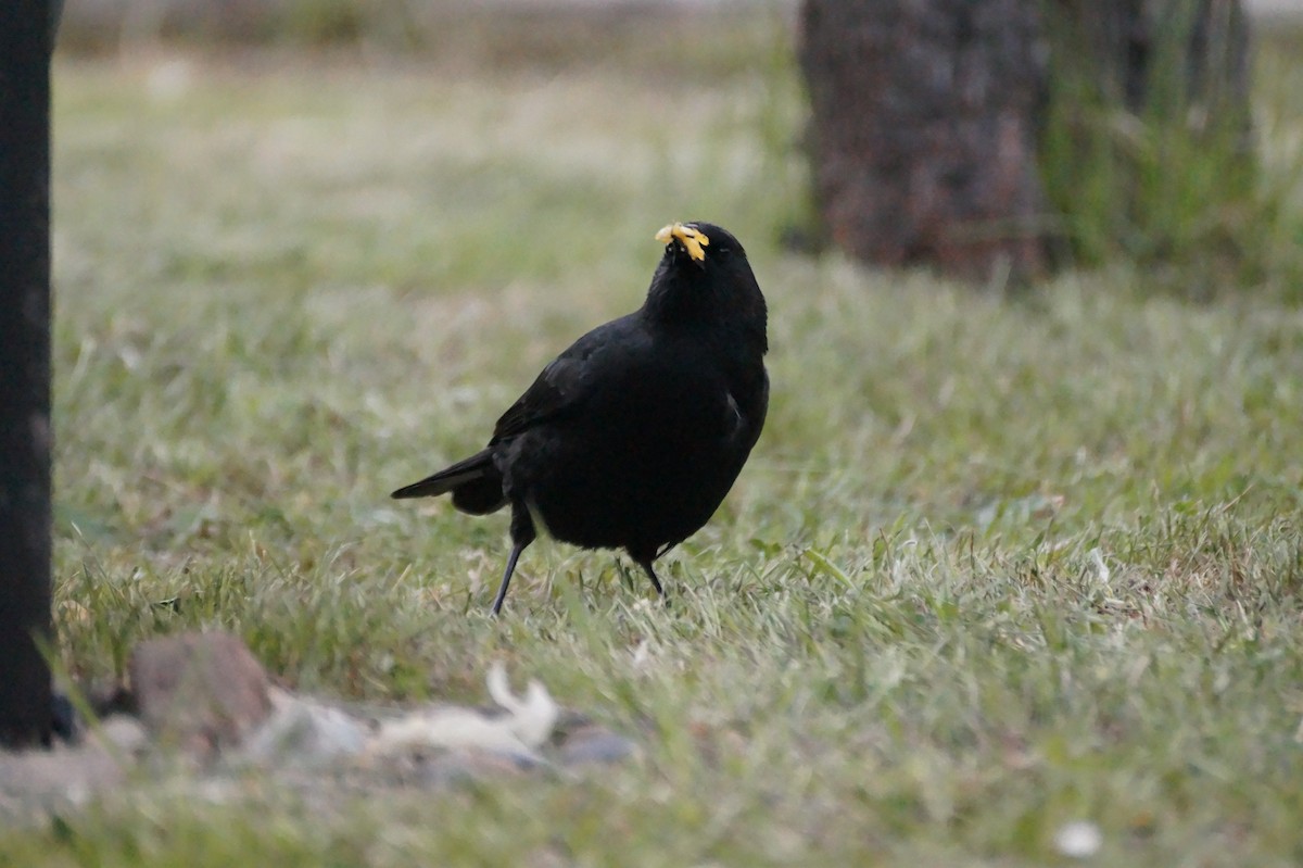 Austral Blackbird - ML128790221