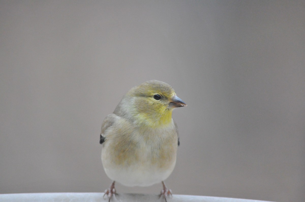 American Goldfinch - Tommie Rogers