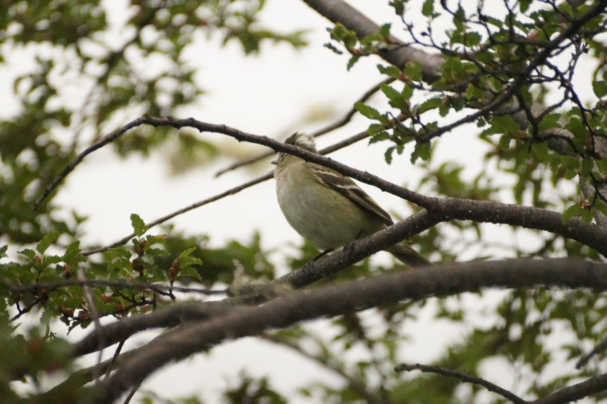 White-crested Elaenia - ML128790321