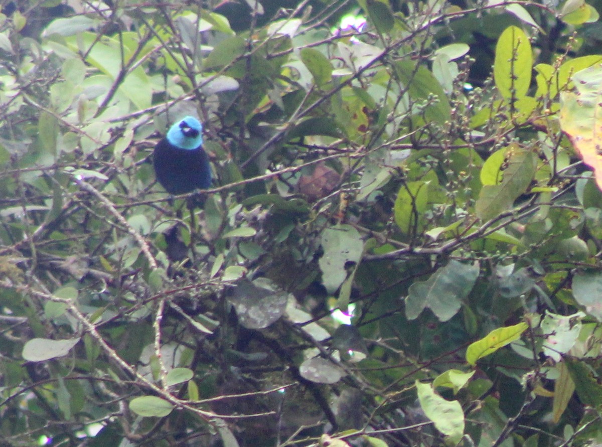 Blue-necked Tanager - ML128790641