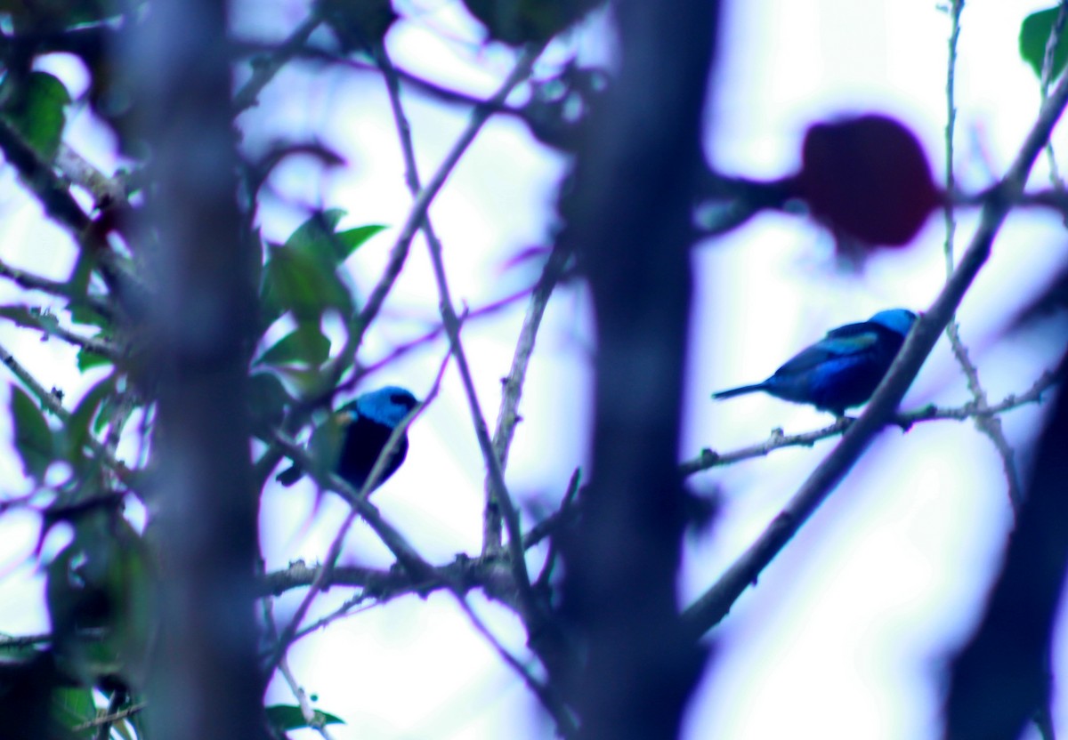 Blue-necked Tanager - ML128790681