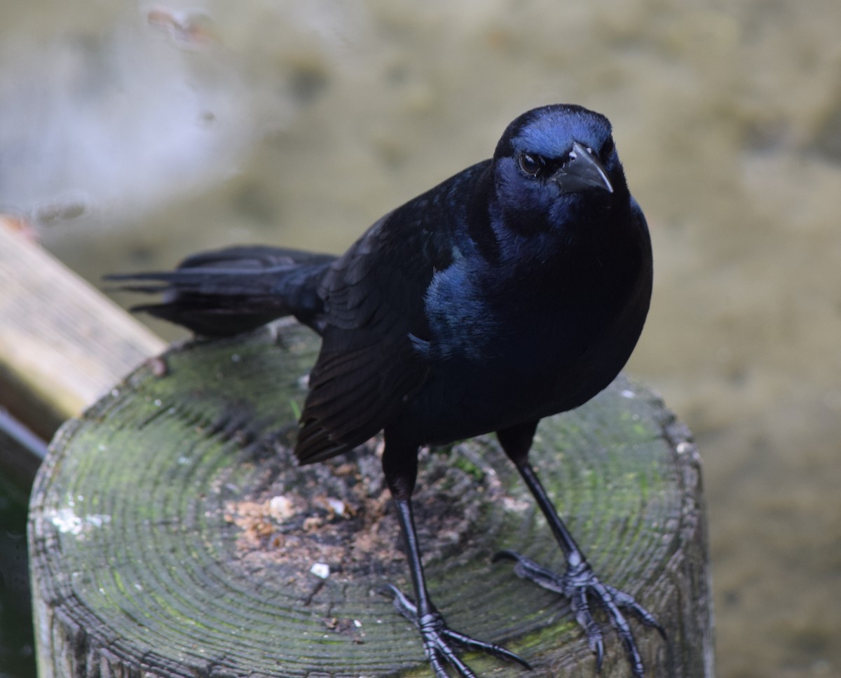 Boat-tailed Grackle - ML128790761