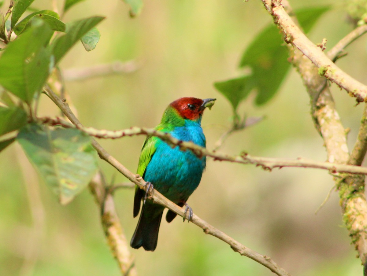 Bay-headed Tanager - ML128790871