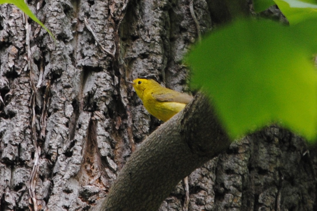 Wilson's Warbler - ML128791361