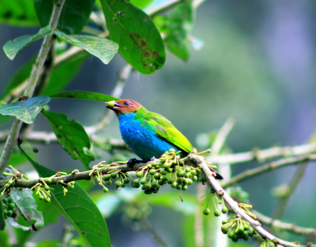 Bay-headed Tanager - ML128791481