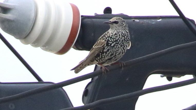 European Starling - ML128793921