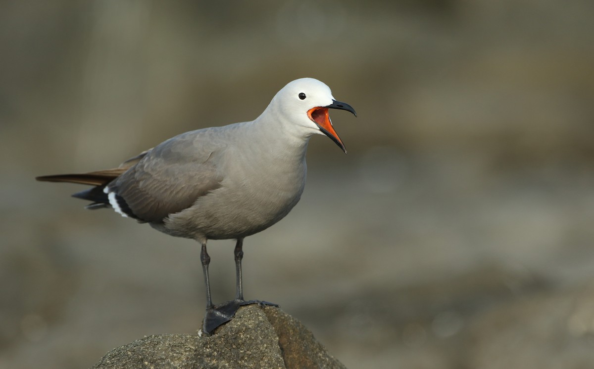 Gray Gull - ML128794341