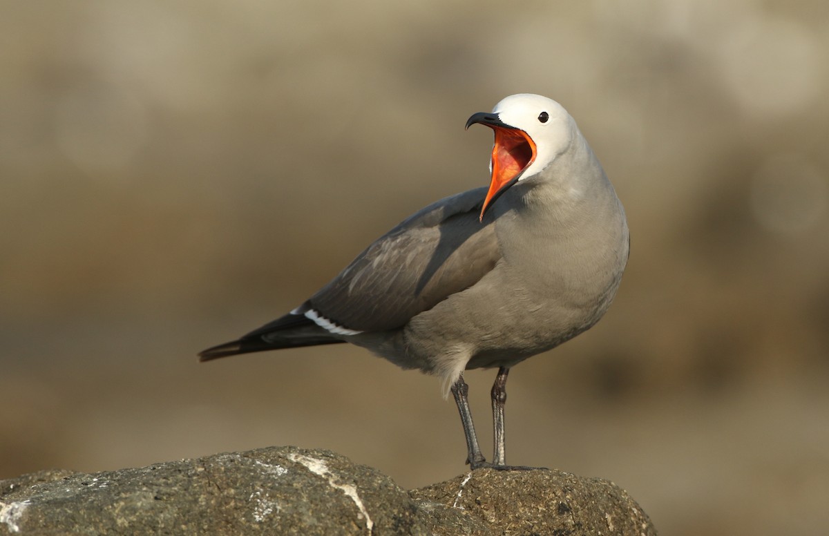 Gray Gull - ML128794591