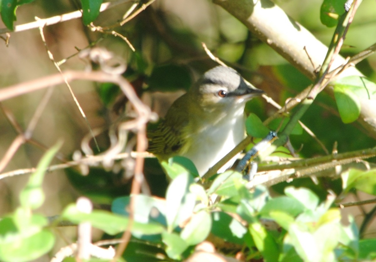 Vireo occhirossi - ML128794871