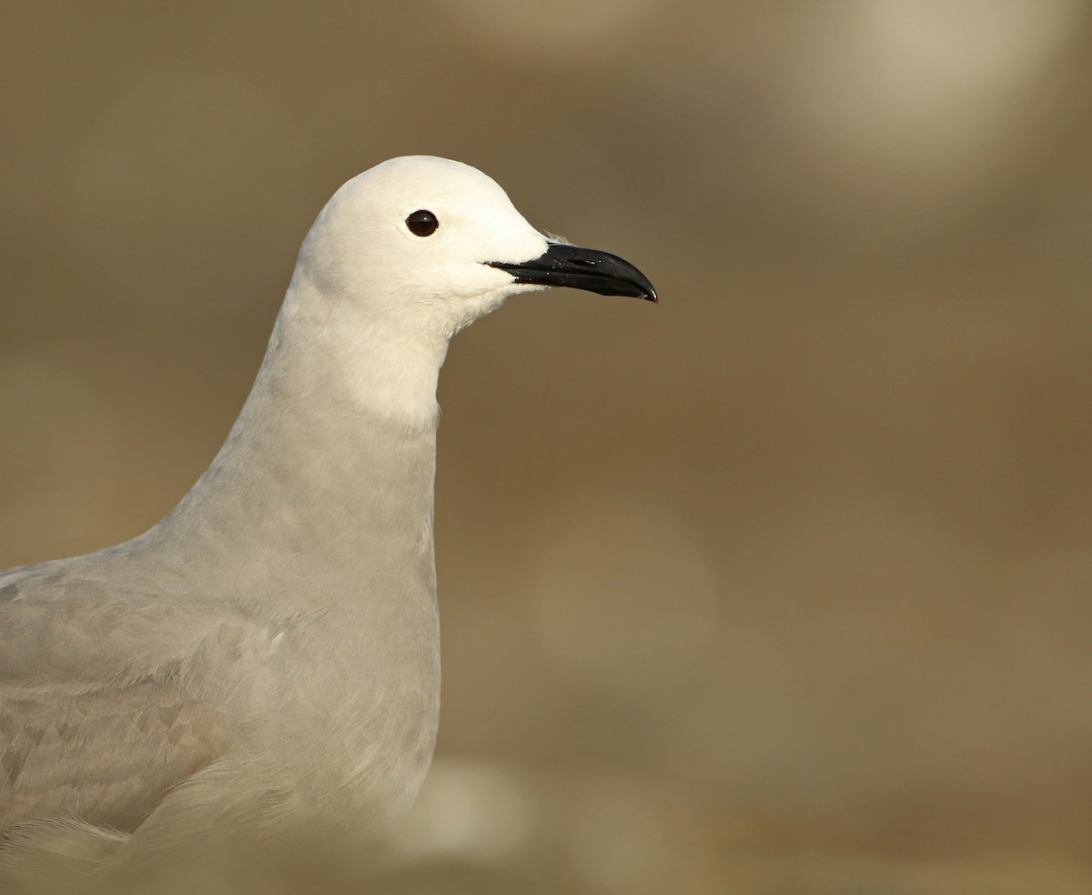 Gray Gull - ML128795191