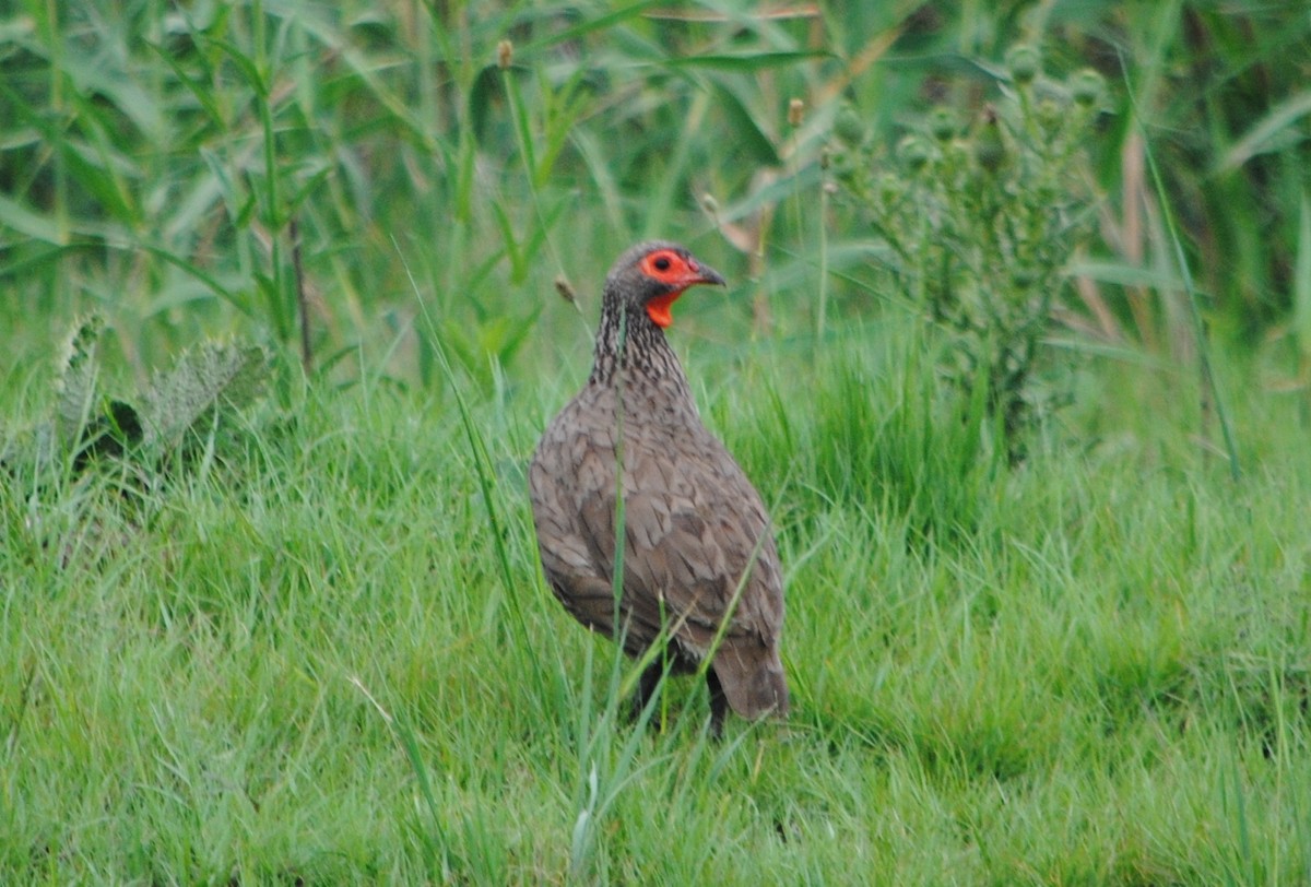 Swainson's Spurfowl - ML128795731