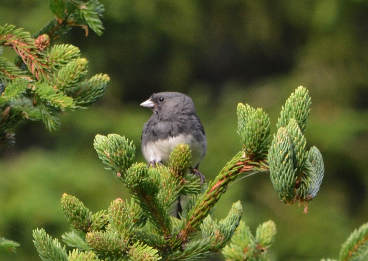 Dark-eyed Junco - ML128796681