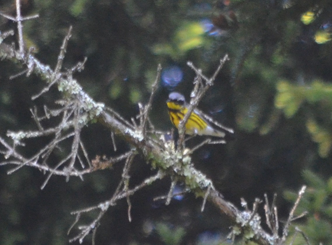 Magnolia Warbler - Bill Hohenstein