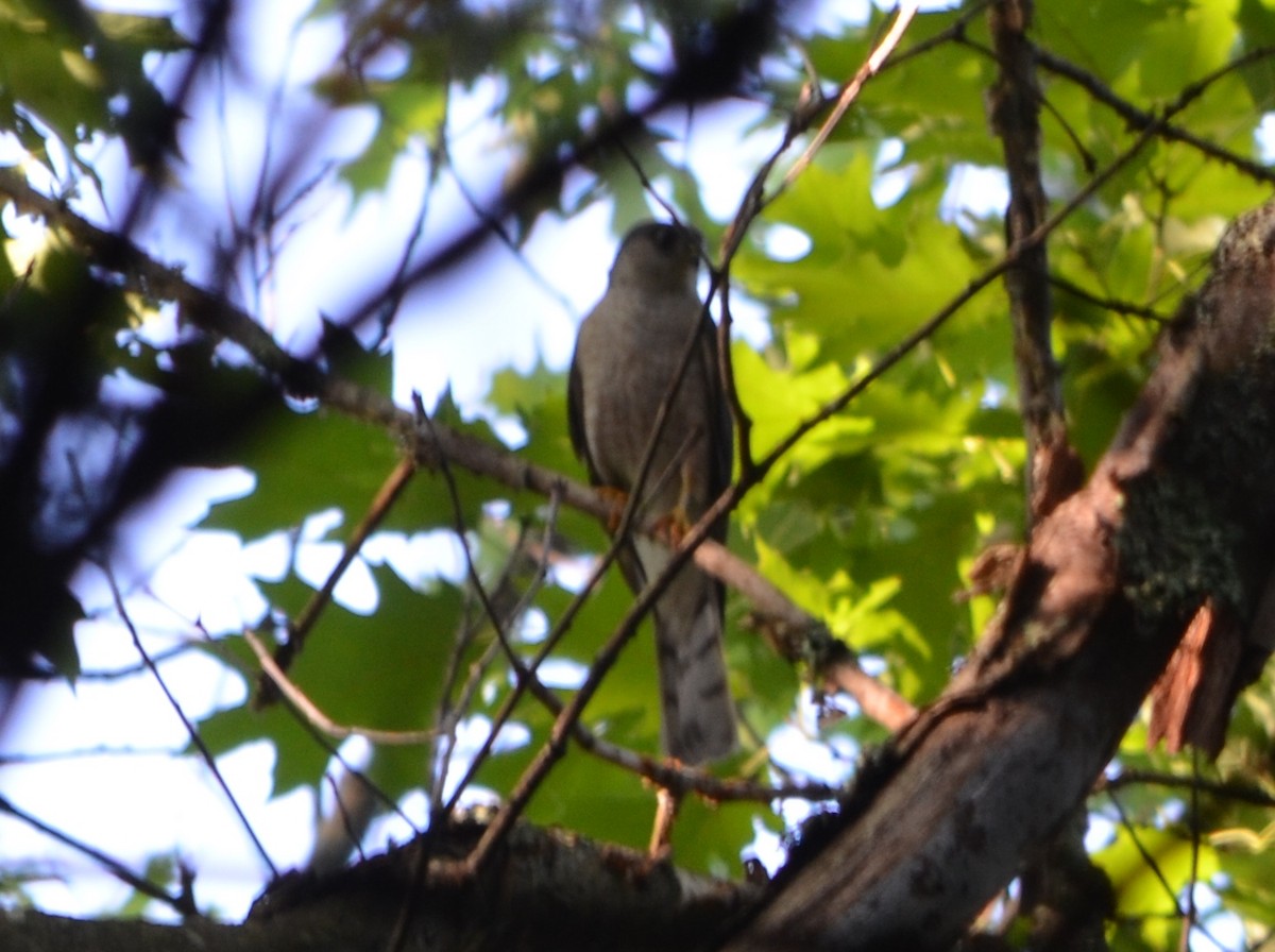 Sharp-shinned Hawk - ML128796731