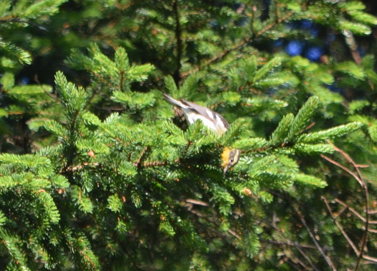 Blackburnian Warbler - ML128796751