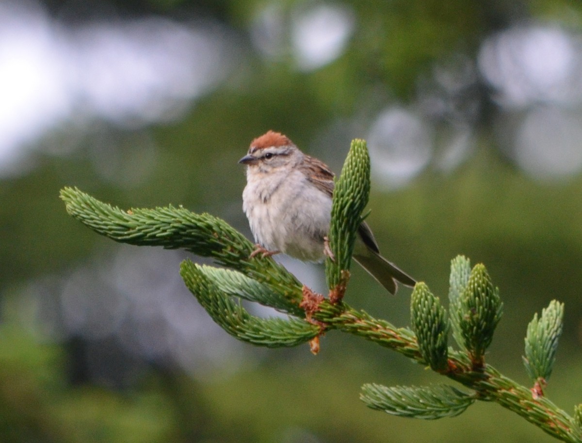 Chipping Sparrow - ML128796781