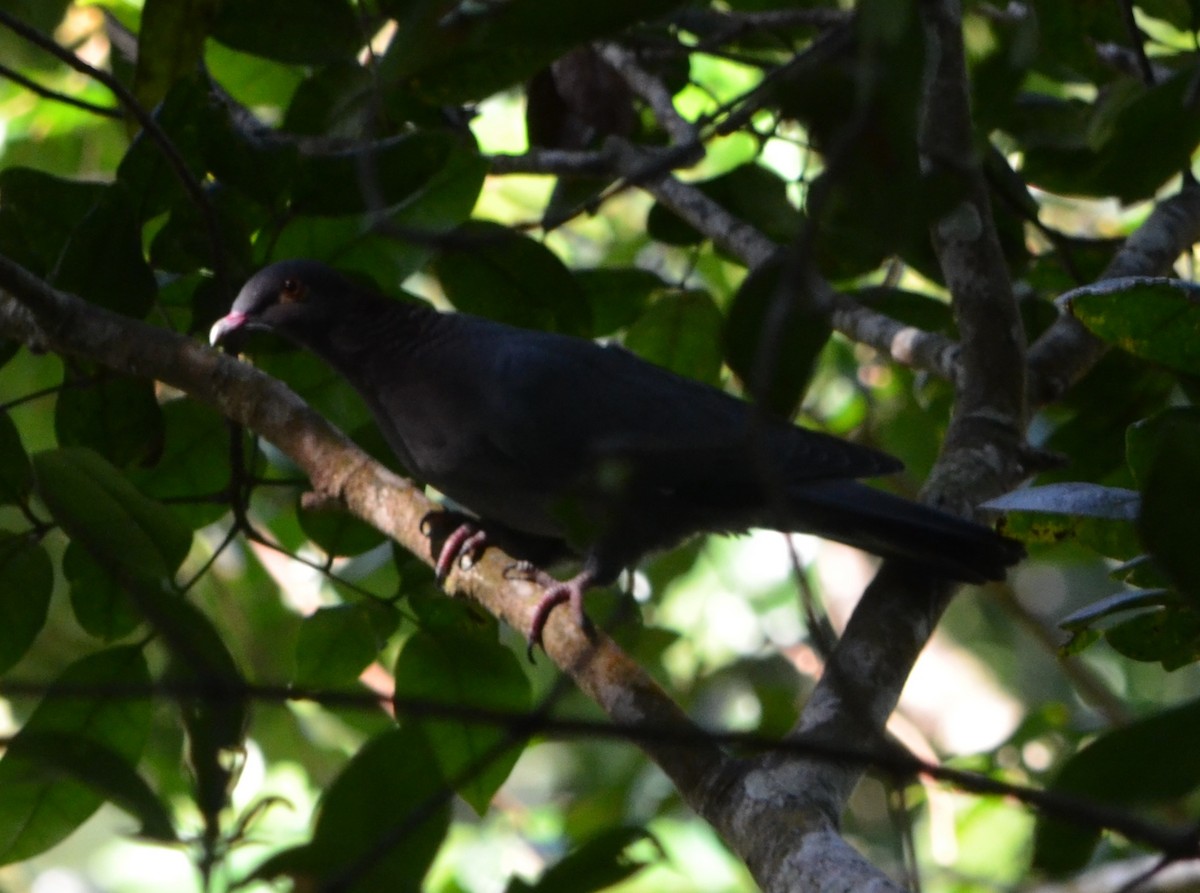 Pigeon à cou rouge - ML128799681