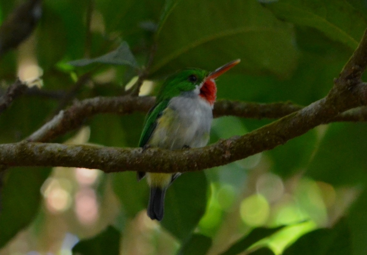 Puerto Rican Tody - Bill Hohenstein