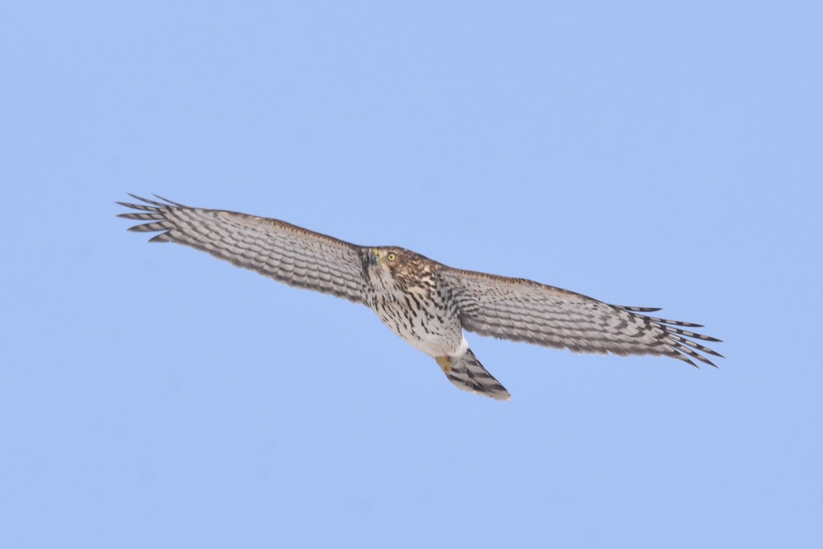 Cooper's Hawk - ML128799791