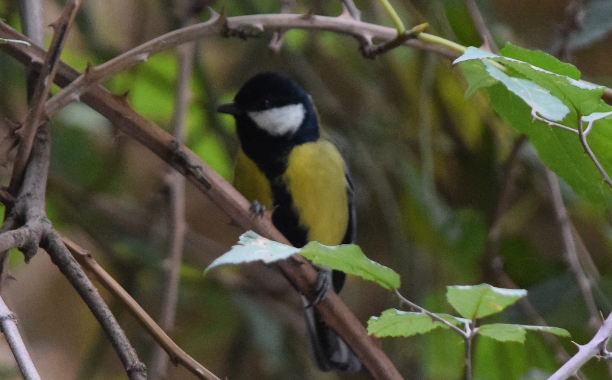 Great Tit - Bill Hohenstein