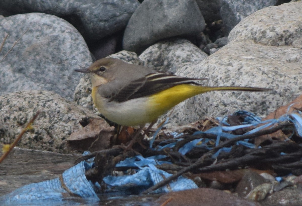 Gray Wagtail - ML128800641