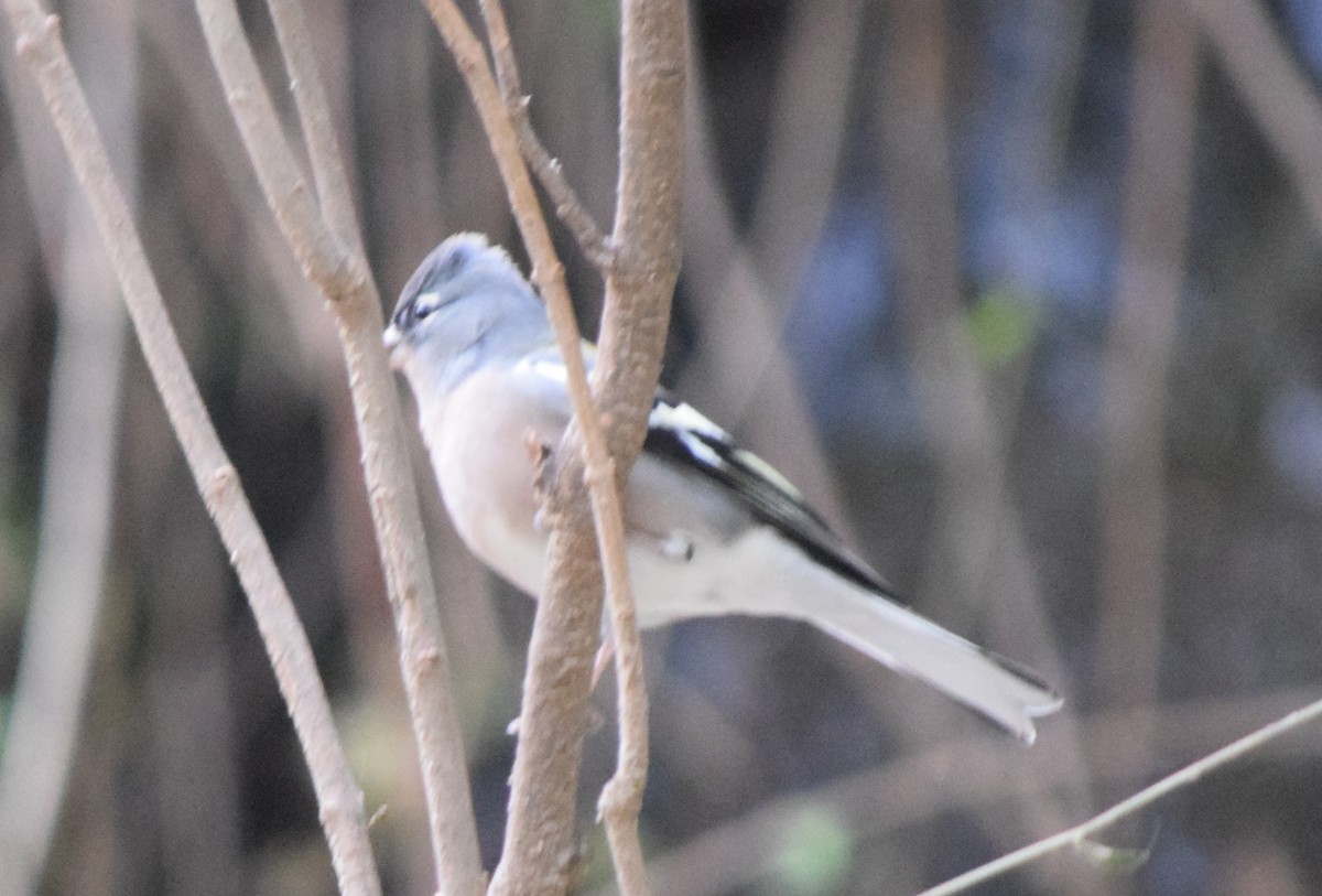 African Chaffinch (African) - ML128800661