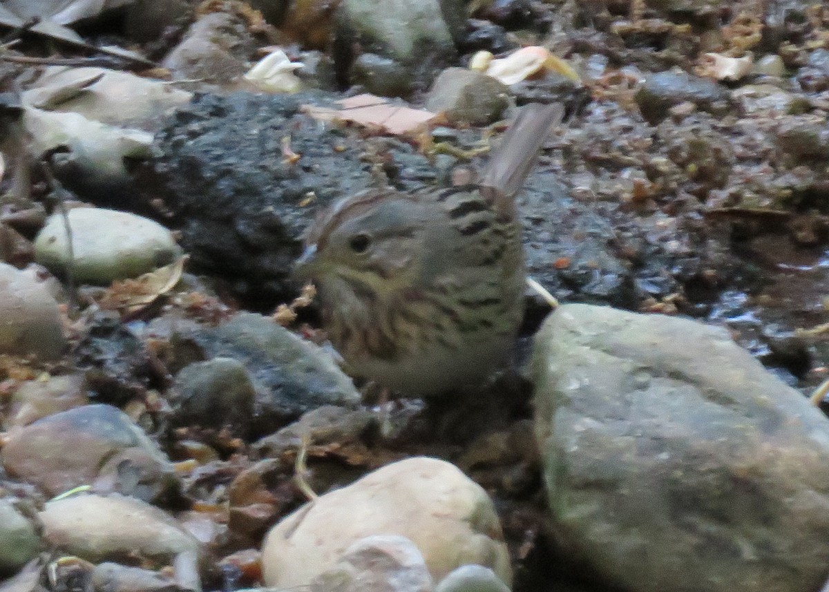 Lincoln's Sparrow - ML128800721